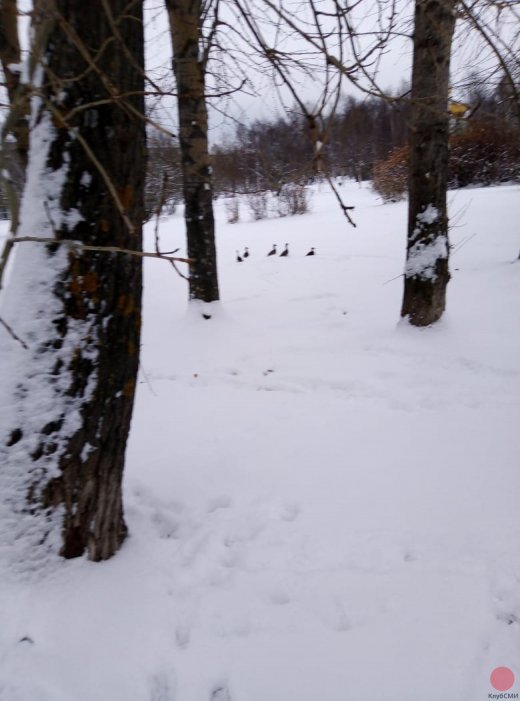 Утки замеченные в прошлом декабре (2019) в парке за Администрацией города